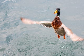 A male mallard duck flapping its wings.
