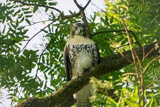 Red-Tailed Hawk By Aravind Reddy Tarugu