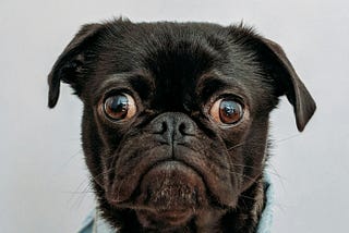 50 Pet Businesses You Can Start Today