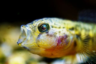 image of a fish with mouth open