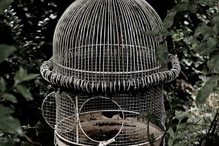 Como é viver fora da gaiola?