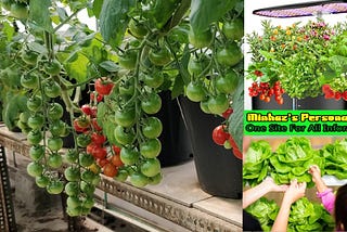 What Is Hydroponics Setup Cost At Home For Different Hydroponics Systems
