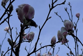 Close-up of magnolia flowers against a dusty blue sky. The flowers have tightly packed light pink petals. Some flowers are large and round, while other smaller buds are yet to grow and open