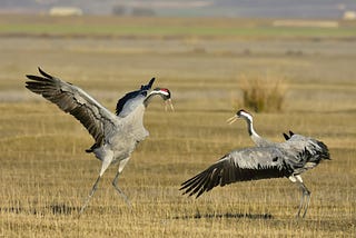 Cranes