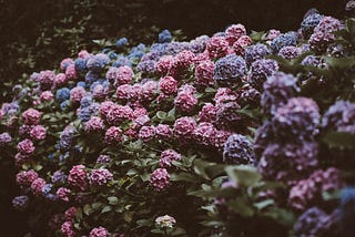 Stock image of a purple and blue hydrangea bush in bloom.