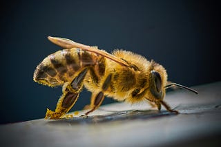 Is Bee Venom Therapy an Ancient Remedy or Buzz-Worthy Trend?
