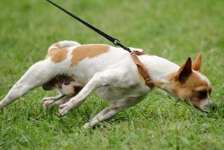 How to Stop Your Dog From Pulling on the Leash