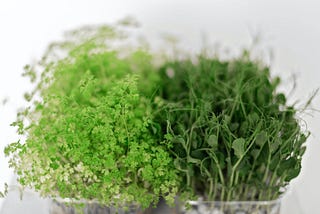 How Microgreens Can Help in Anemia: All you Need to Know