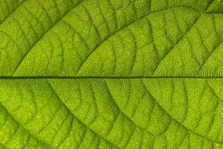 Kiss That Leaf