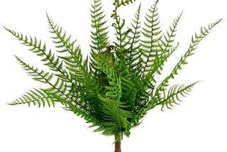 boston-fern-bush-by-ashland-1