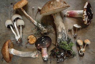 Why I’m eating more mushrooms: A very brief guide to adaptogens