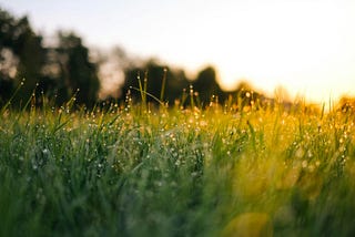 Morning sunrise shining on a field of grass, illuminating dew.