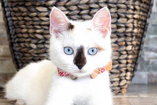 Decoding Cat Genetics: Unraveling Coat Colors, Patterns, Eye Colors, and Breeds