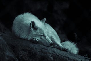 Lone Wolf: What I Learned from a Life of Solitude