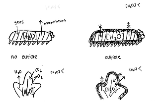 Arthropods and Plants: The First Colonisers