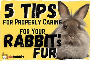 5 Tips for Properly Caring for Your Rabbit’s Fur