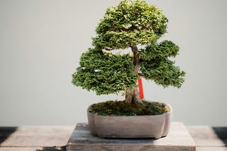 Image of a Bonsai tree
