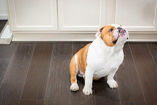 Is Your Home Bulldog-Proof? Find Out Now!