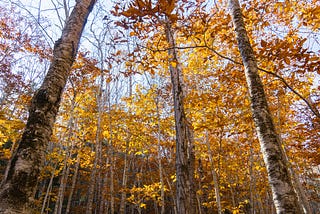 September: A Time for Shedding Old Ways