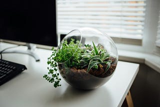 Top 5 Plants Perfect for Your First Terrarium