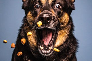 10 reasons why adopting a German Shepherd can be life-changing