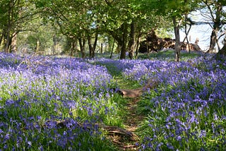 A meadow full of bluebells surrounded by a small forest.
