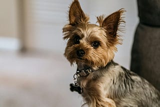 Dogs are closer to consciousness than AI