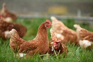 My Strange Relationship With Chickens