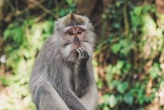 Image of a grey monkey in the forest. It is looking very thoughtful, while sitting on a fence. It has one paw up to its mouth.
