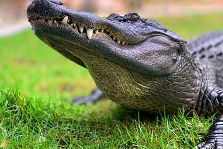 Spiritual Meaning of Alligator in Dreams : Discover the Symbolism