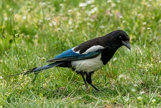 Marcus and the Magpie