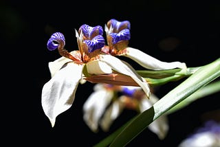 Neomarica Candida.