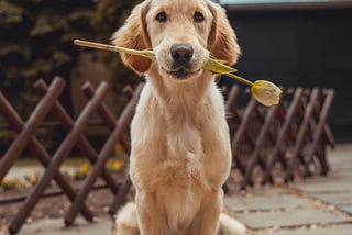 Happy labrador-ish doggy holding a flower in its mouth