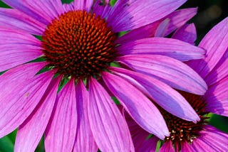 Coneflower Plants for Sale: Beautify Your Garden with TN Nursery’s Top-Quality Selections