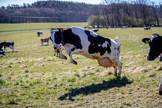 Cows grazing joyfully on beautiful pastures (it may appear ideal)