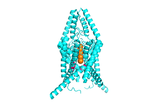 THIK1 Channel. Residues highlighted in pink form the central pore gate. CC BY SBGRID.