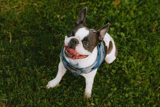 5 Common Behaviors Of Friendly Dogs