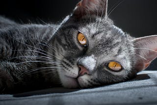 9 Common Signs Of Infection After Neutering A Cat