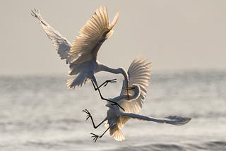 Photo of two birds fighting mid-flight