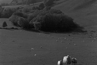 Photographing the British countryside ~ Silver & Light