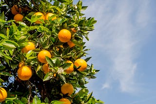 The Orange Tree