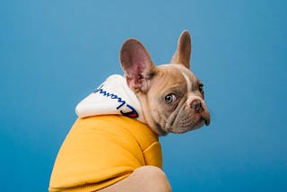 a dog with yellow jacket