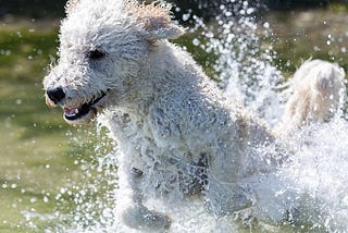 Living in a Heat Wave: Ways to Keep Pets Cool in Summers