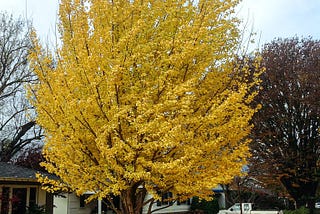 The One Tree that Can Make Your Yard Beautiful for 1,000 Years