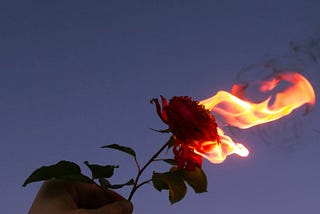 A carnation flower, lit up in flames.
