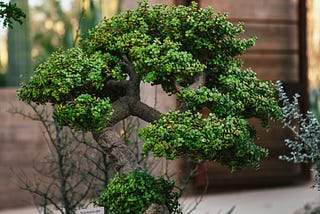 A potted tree, outdoors