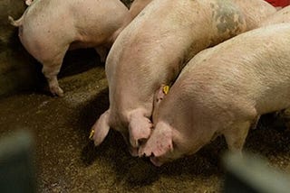 African Swine Fever Negatively Impacts Global Pork Production