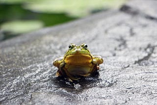 A nonplussed frog sits on a rock