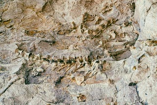 The vertebrae and other fossilised bones of a dinosaur protrude from a beige-coloured rockface.
