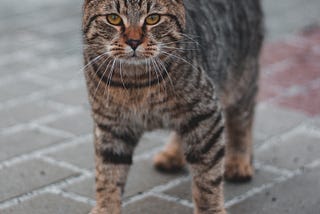 A starving tom cat meows to you. What’s your response?